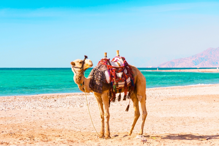 Red Sea Coast in Egypt